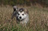 ALASKAN MALAMUTE 469